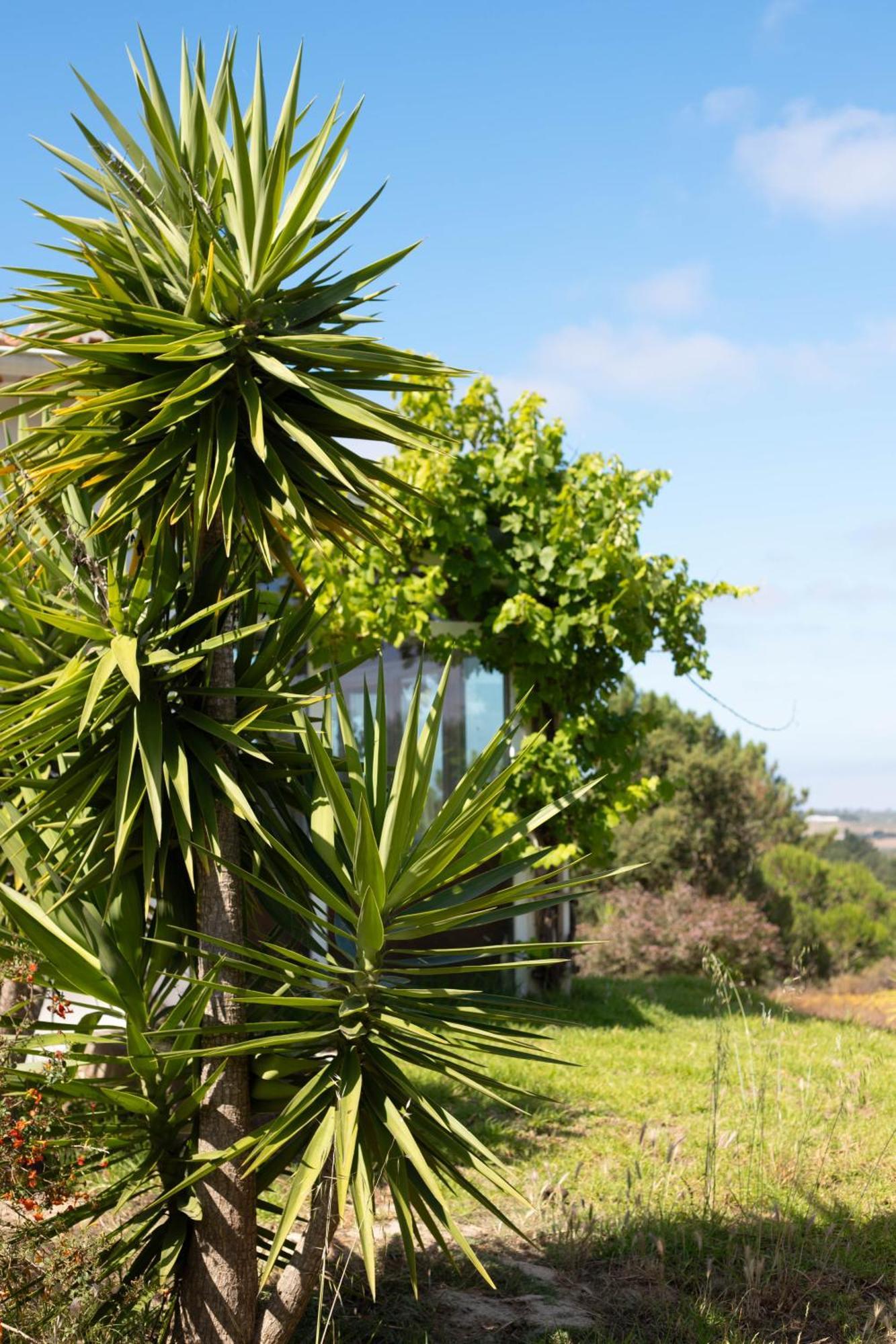 Monte Da Urze Aljezur - Agroturismo 外观 照片