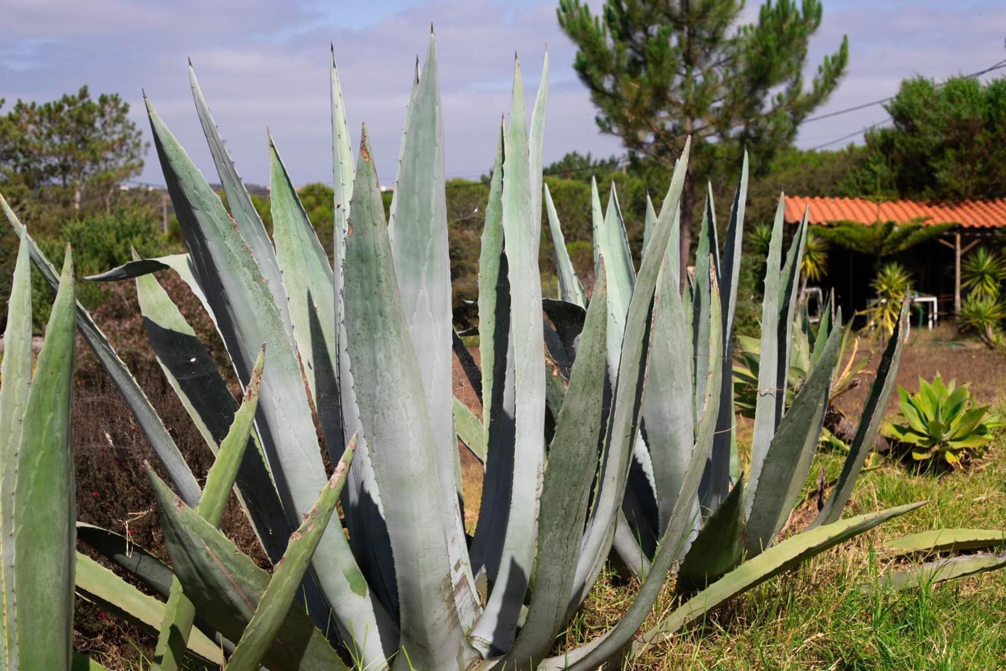 Monte Da Urze Aljezur - Agroturismo 外观 照片